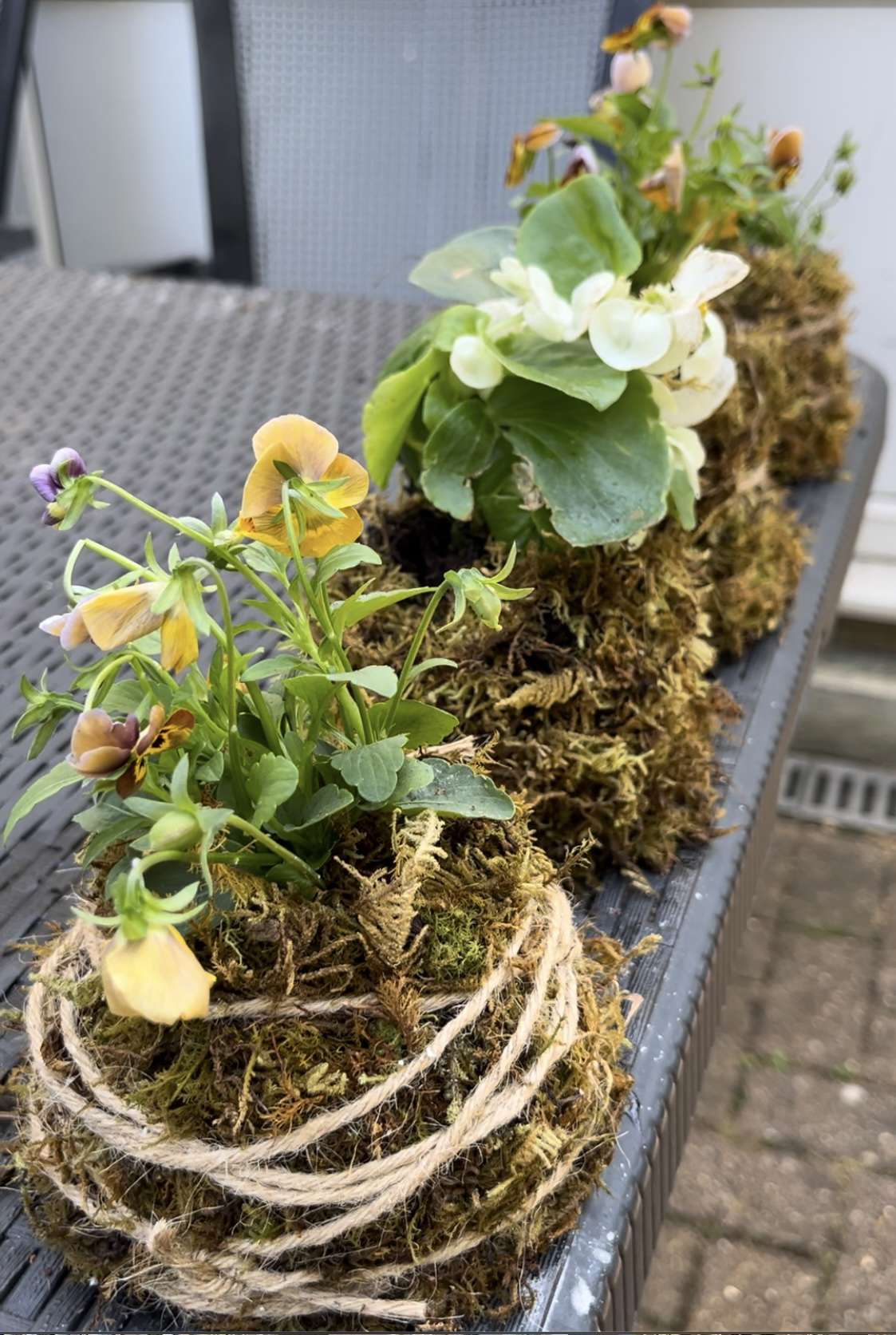 moss ball planters made by Seeds for Growth