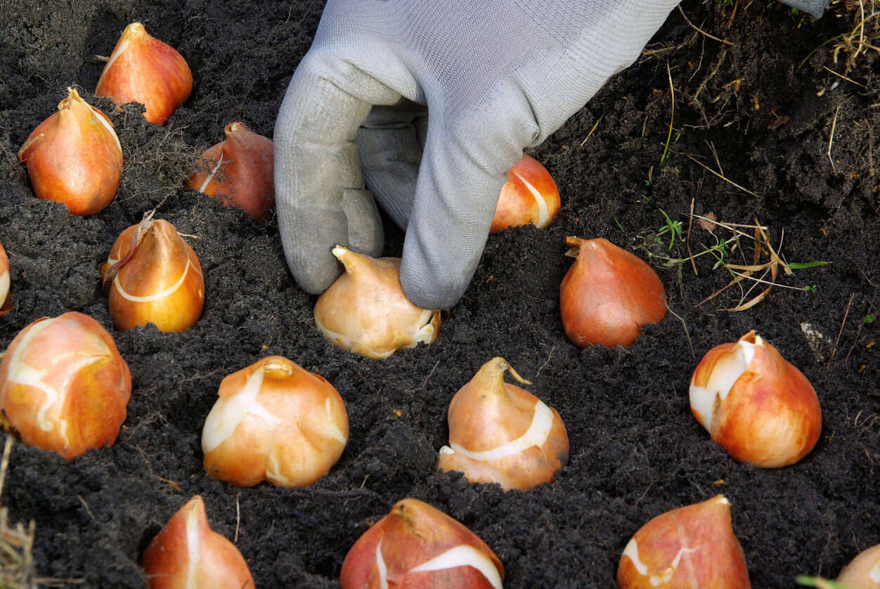 A close up of someone wearing gardening gloves and planting bulbs in soil