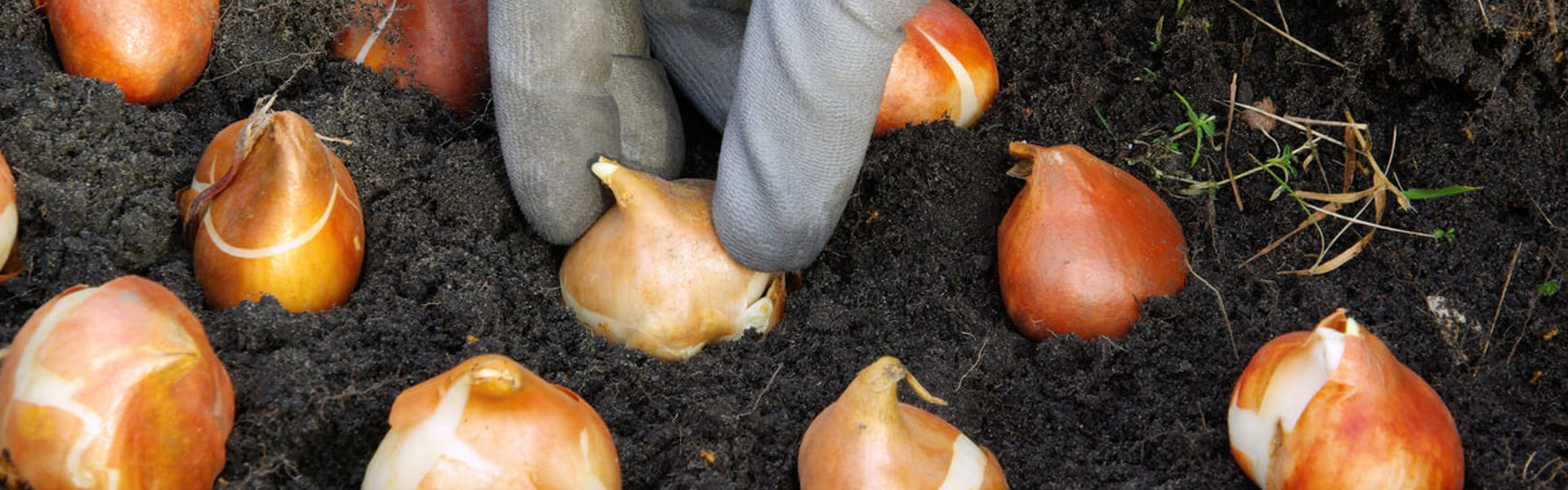 A close up of someone wearing gardening gloves and planting bulbs in soil