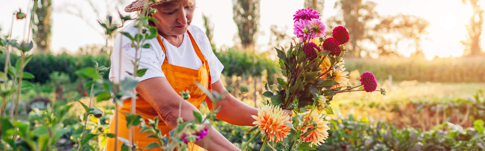 Main Image: A woman in a flower field picking a bunch of flowers from her cut flower garden - in the sunshine wearing a yellow/orange apron.