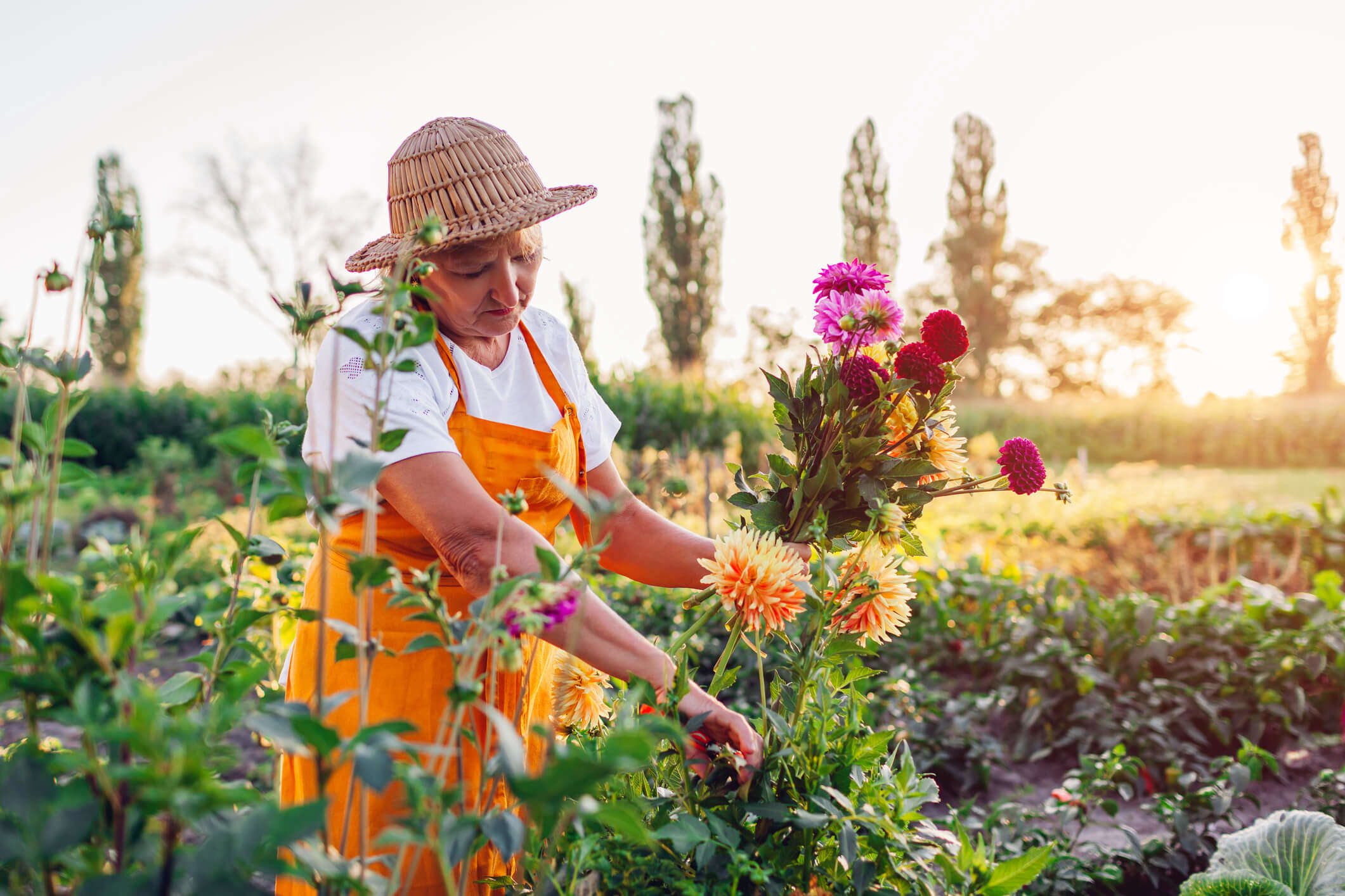 Main Image: A woman in a flower field picking a bunch of flowers from her cut flower garden - in the sunshine wearing a yellow/orange apron.