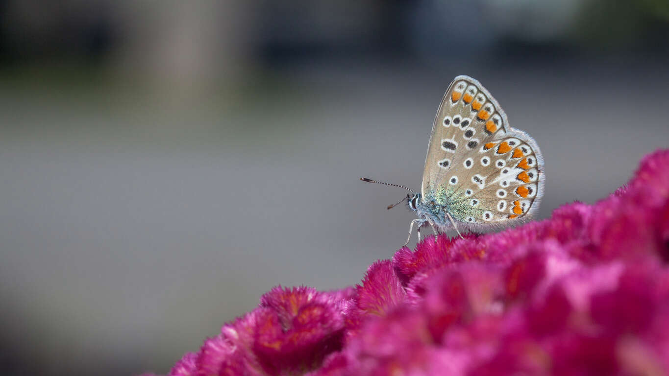 a close up of a butterfly on a fuchsia plant 