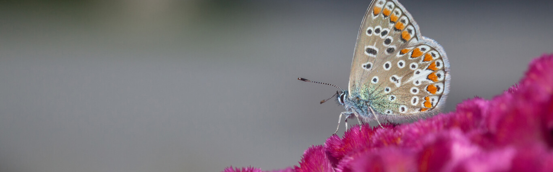 a close up of a butterfly on a fuchsia plant