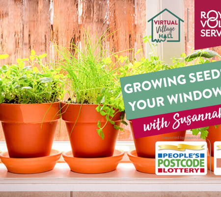 herbs growing in terracotta plant pots lined up on a window sill