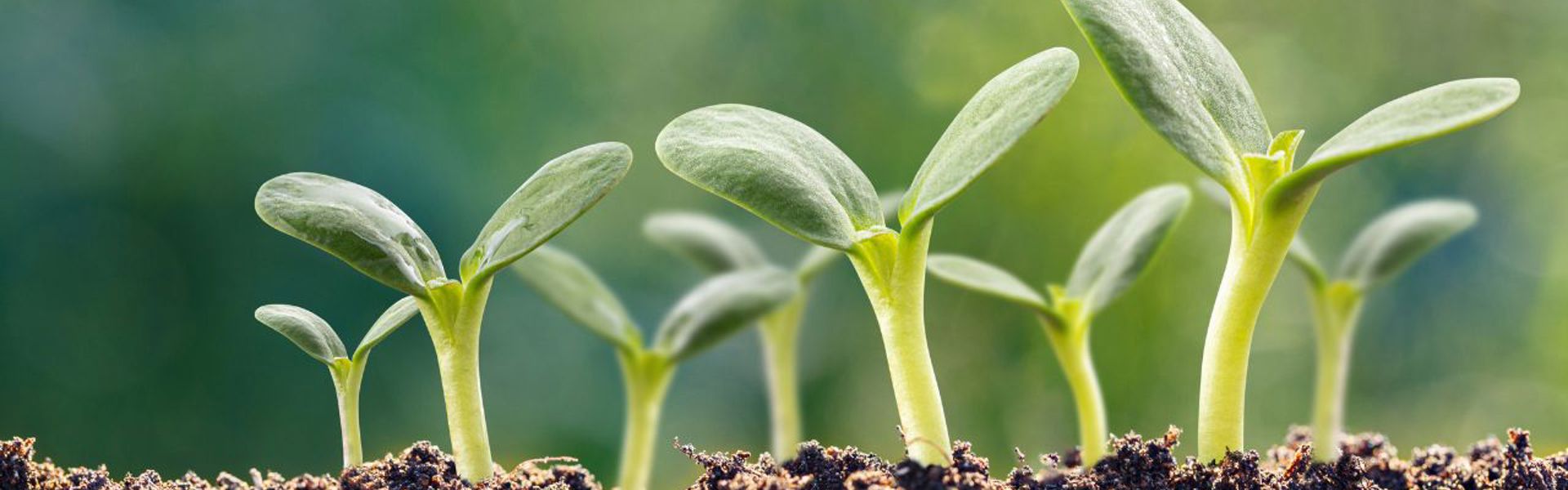 Main image: group of green young seedlings pushing up through the soil. 