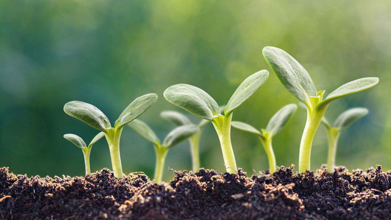 Main image: group of green young seedlings pushing up through the soil. 