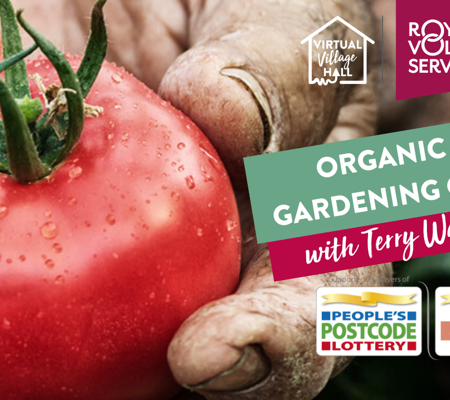 a close up of hands holding 3 big red tomatoes