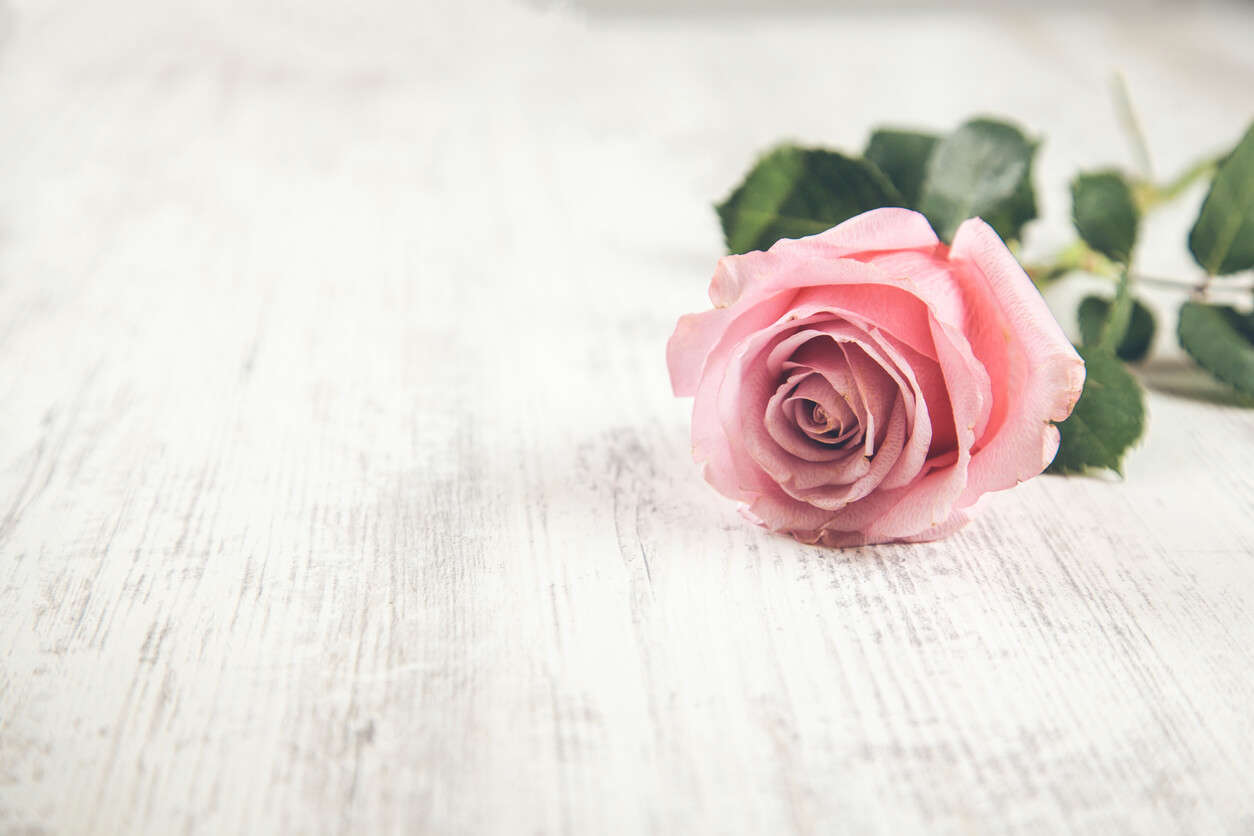 a pink rose on a white wooden table