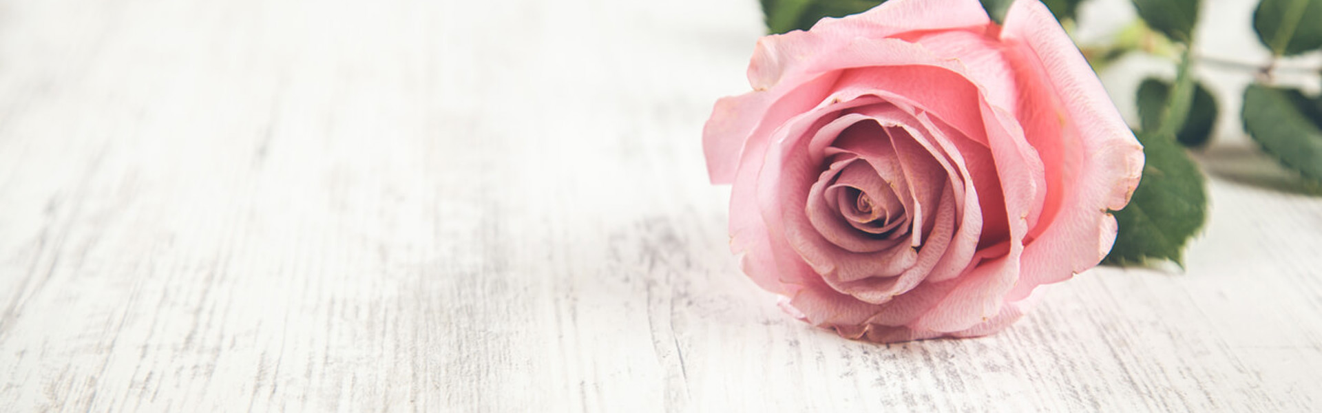 a pink rose on a white wooden table