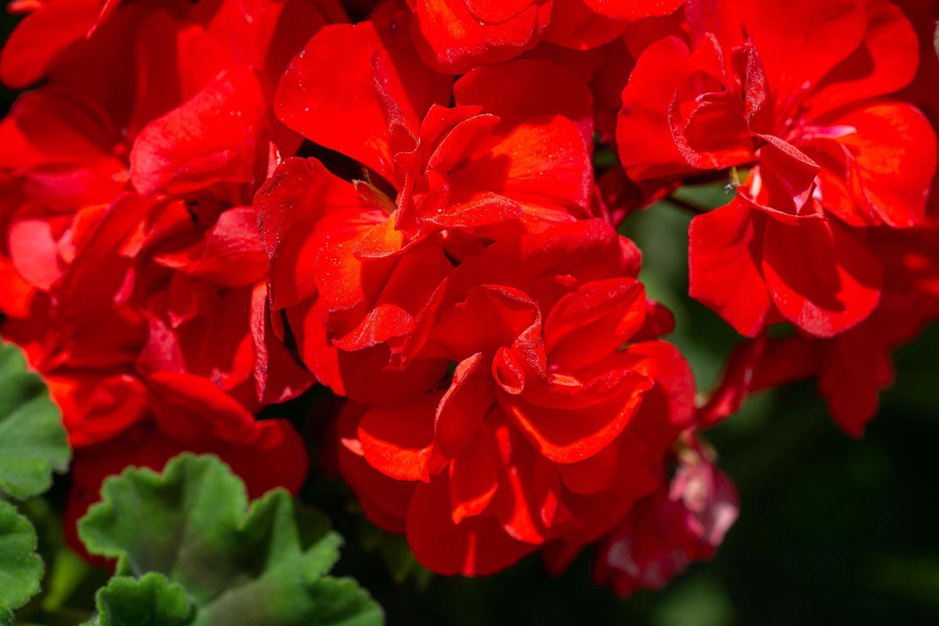 A close up of red geraniums