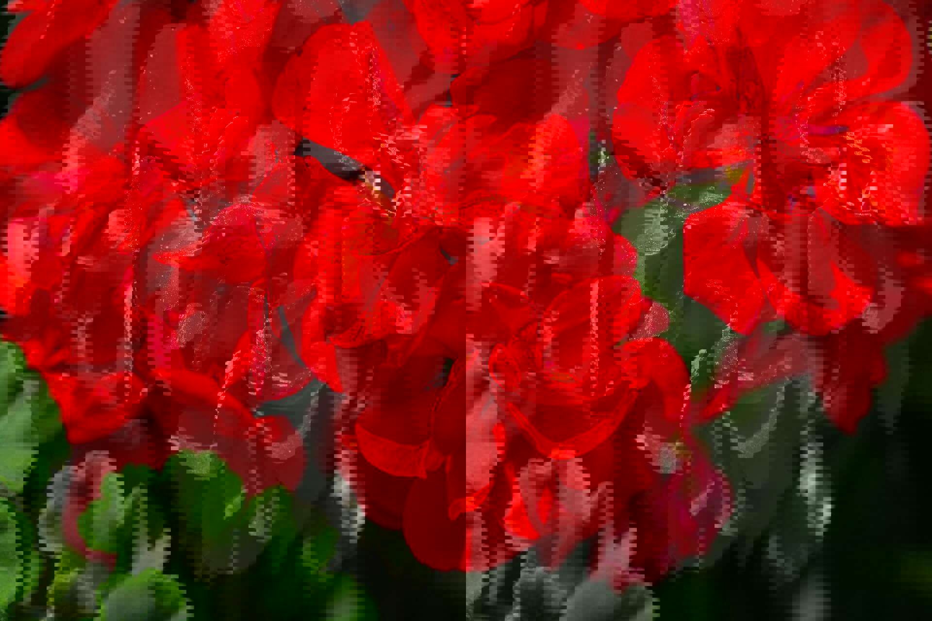 A close up of red geraniums