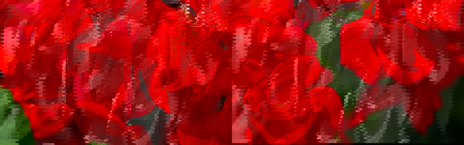 A close up of red geraniums