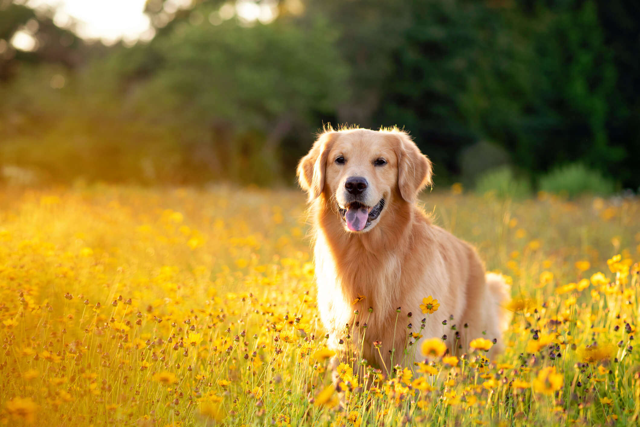a golden Labrador in a field of yellow flowers