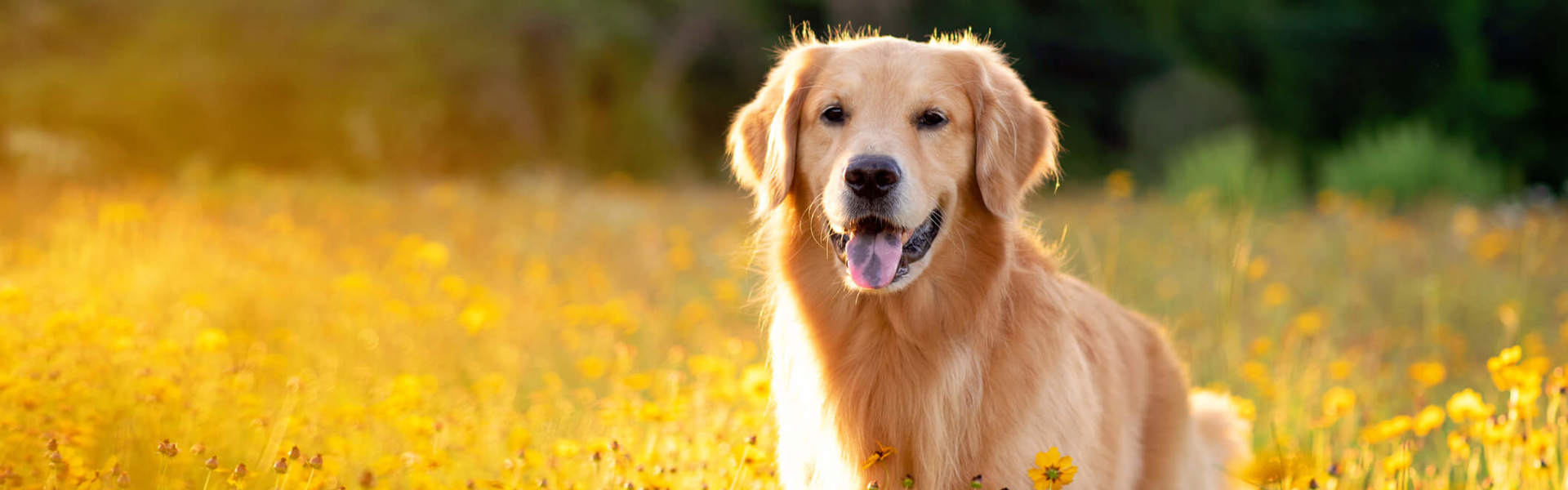 a golden Labrador in a field of yellow flowers