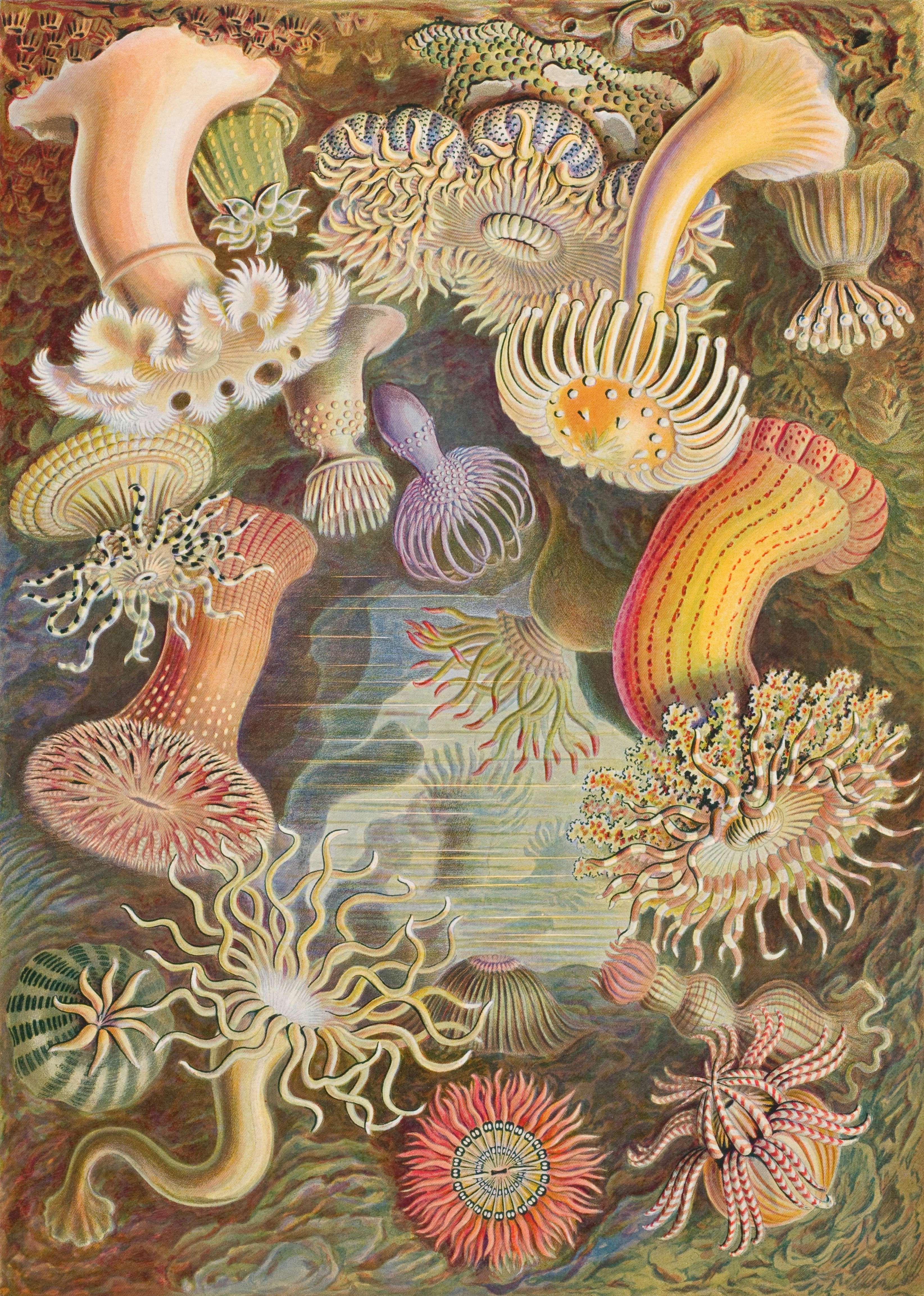 Main image: Sea Anemones, Actiniae by Ernst Haeckel, in his book 'Art Forms in Nature, 1899'.