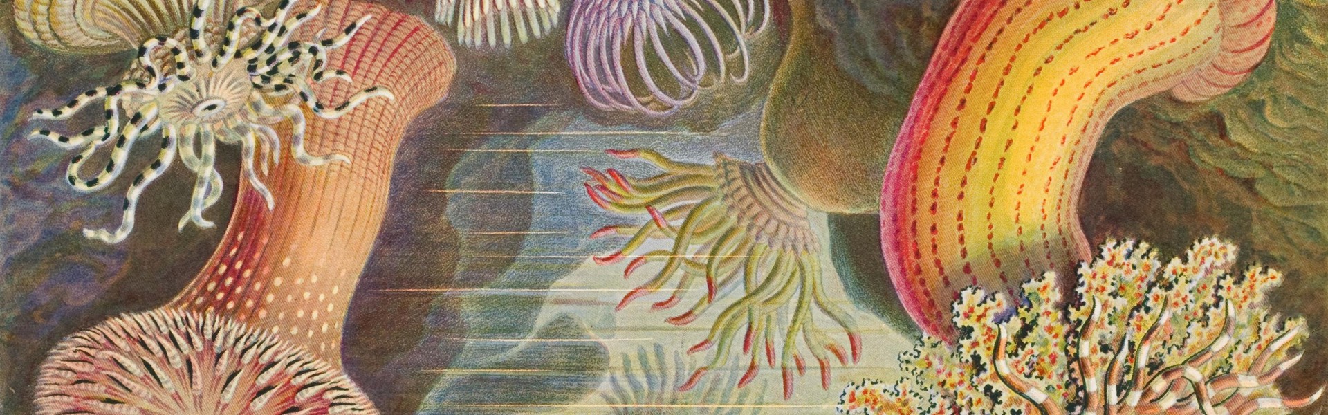 Main image: Sea Anemones, Actiniae by Ernst Haeckel, in his book 'Art Forms in Nature, 1899'.