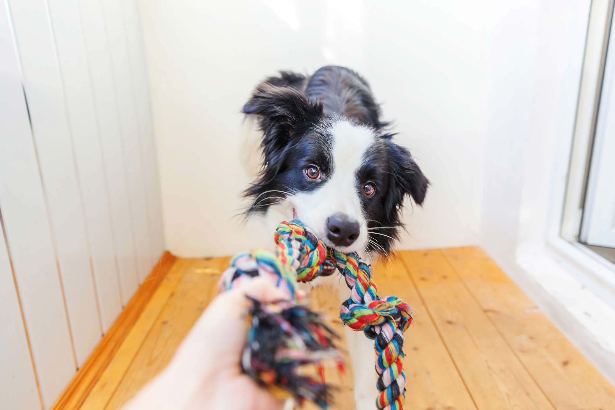a black and white border collie dog chewing on a multicoloured pet toy