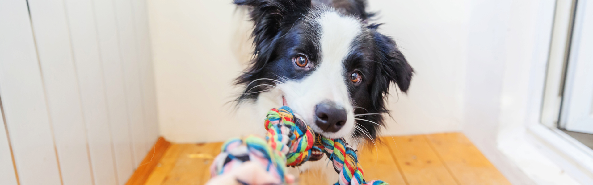 a black and white border collie dog chewing on a multicoloured pet toy