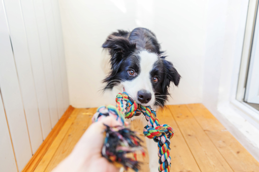 DIY Pet Toys For Cats And Dogs Virtual Village Hall Royal Voluntary DIY Pet Toys For Cats And Dogs Virtual Village Hall Royal Voluntary