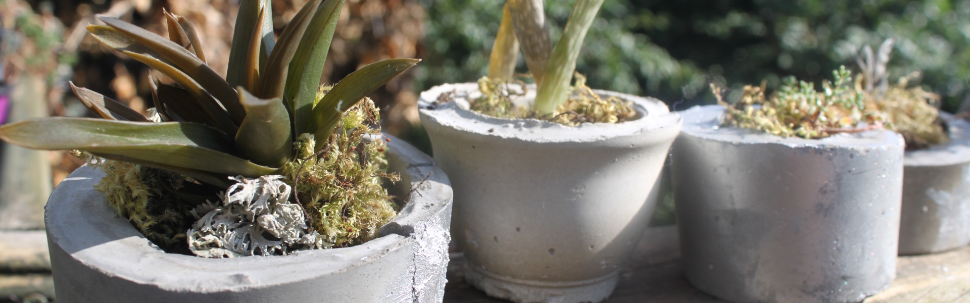 handmade concrete plant pots lined up on a garden wall