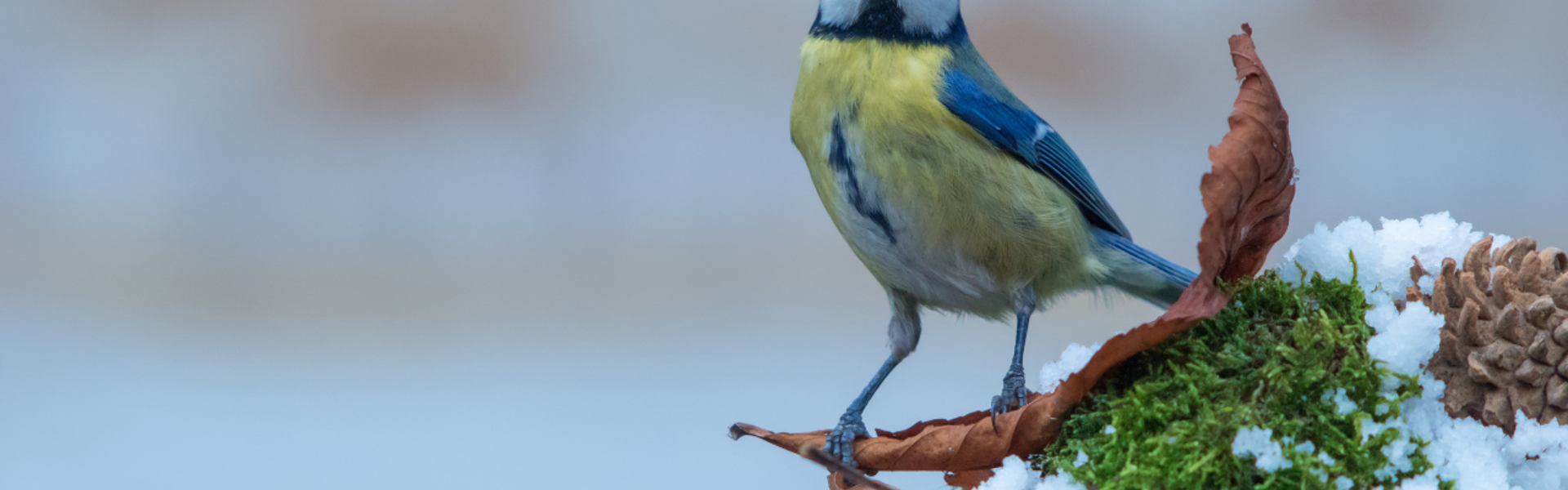 Main image: a blue tit bird standing on a leaf in the snow in winter. 