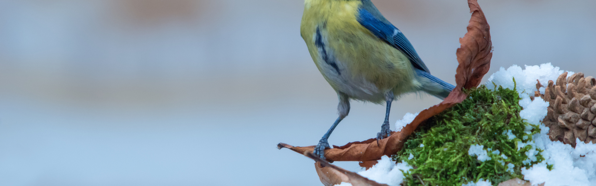 Main image: a blue tit bird standing on a leaf in the snow in winter. 