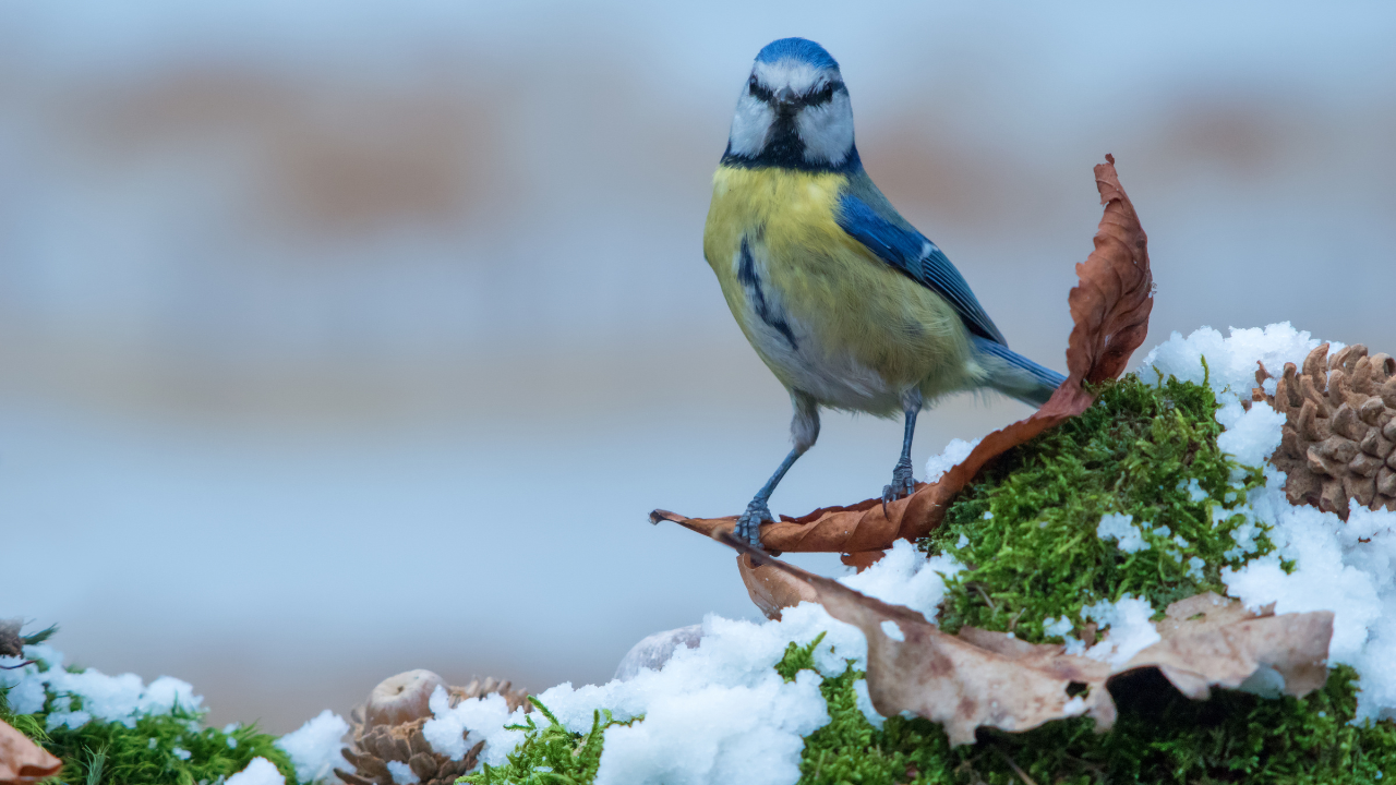 Main image: a blue tit bird standing on a leaf in the snow in winter. 