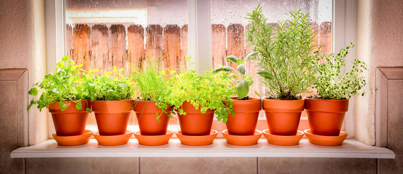 herbs growing in terracotta plant pots lined up on a window sill