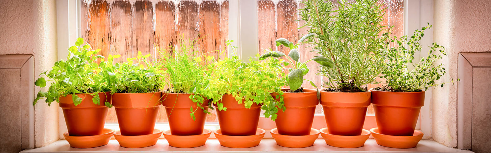 herbs growing in terracotta plant pots lined up on a window sill