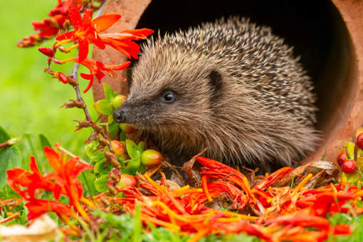 Close up of a wild European hedgehog emerging from a terracotta pot surrounded by red and orange flowers and berries.