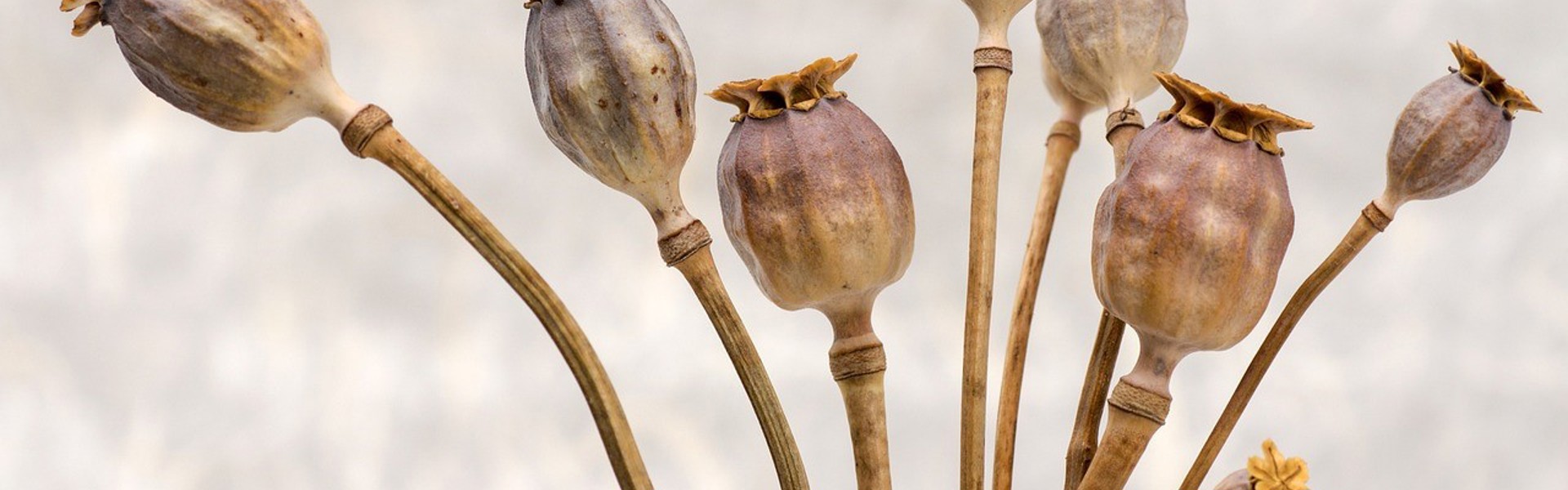 a close up of a bunch of dried seed pods