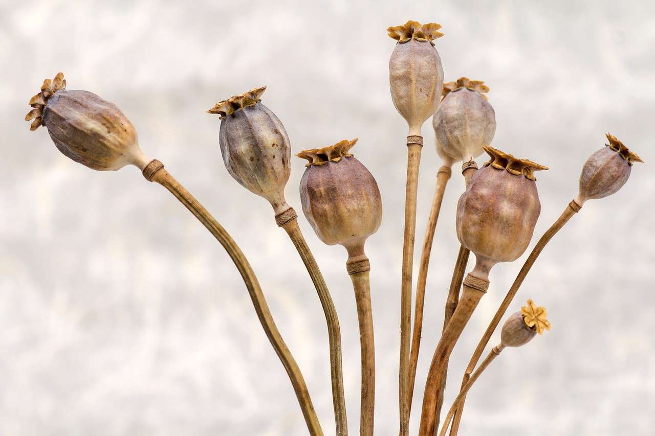 a close up of a bunch of dried seed pods