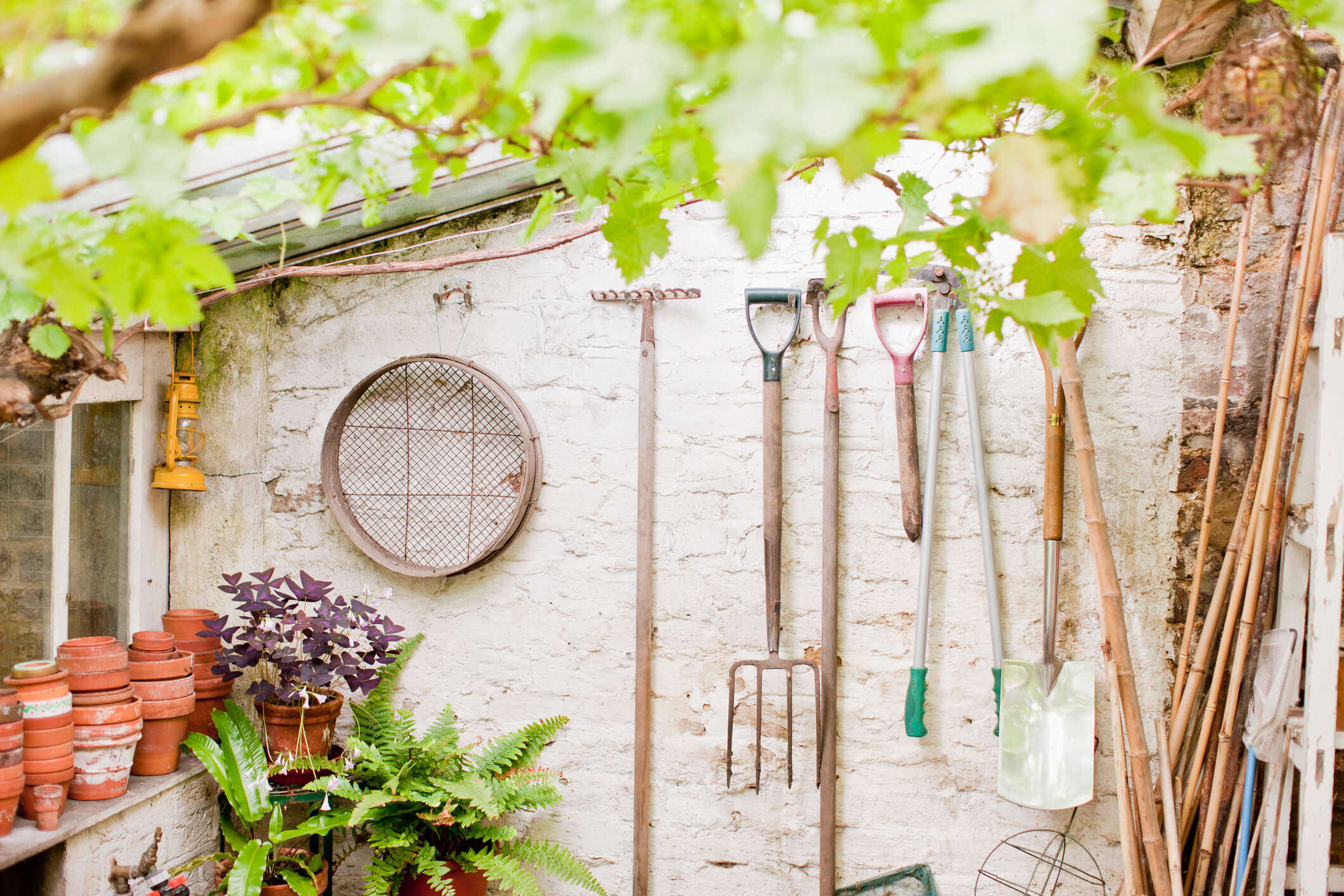 Main Image: second-hand garden tools hanging on a white painted brick wall in a greenhouse.