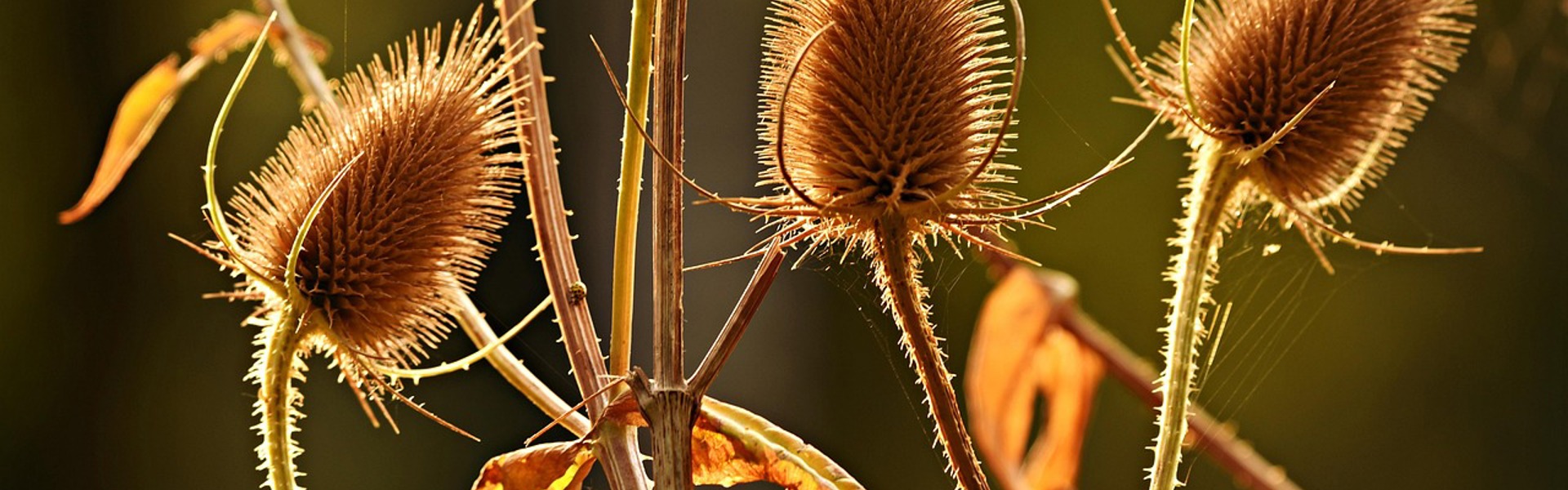Main image: a close up photo of seed heads, for Rachel's tutorial on Drawing And Painting Seed Heads.