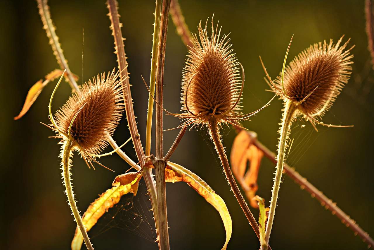 Main image: a close up photo of seed heads, for Rachel's tutorial on Drawing And Painting Seed Heads.