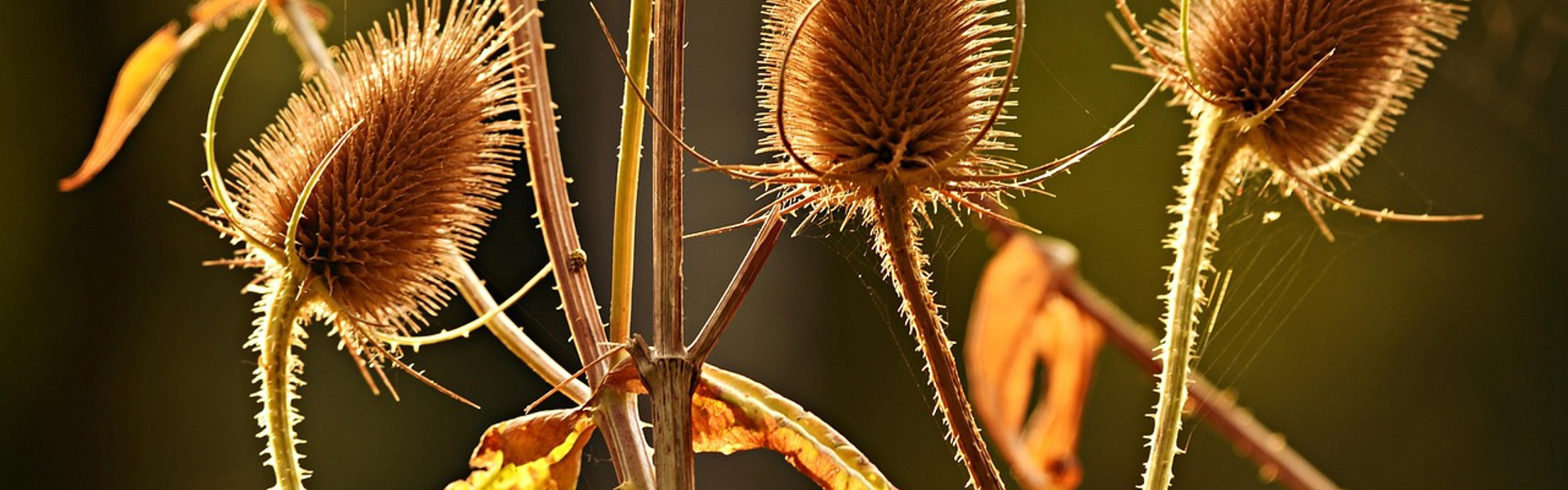 Main image: a close up photo of seed heads, for Rachel's tutorial on Drawing And Painting Seed Heads.