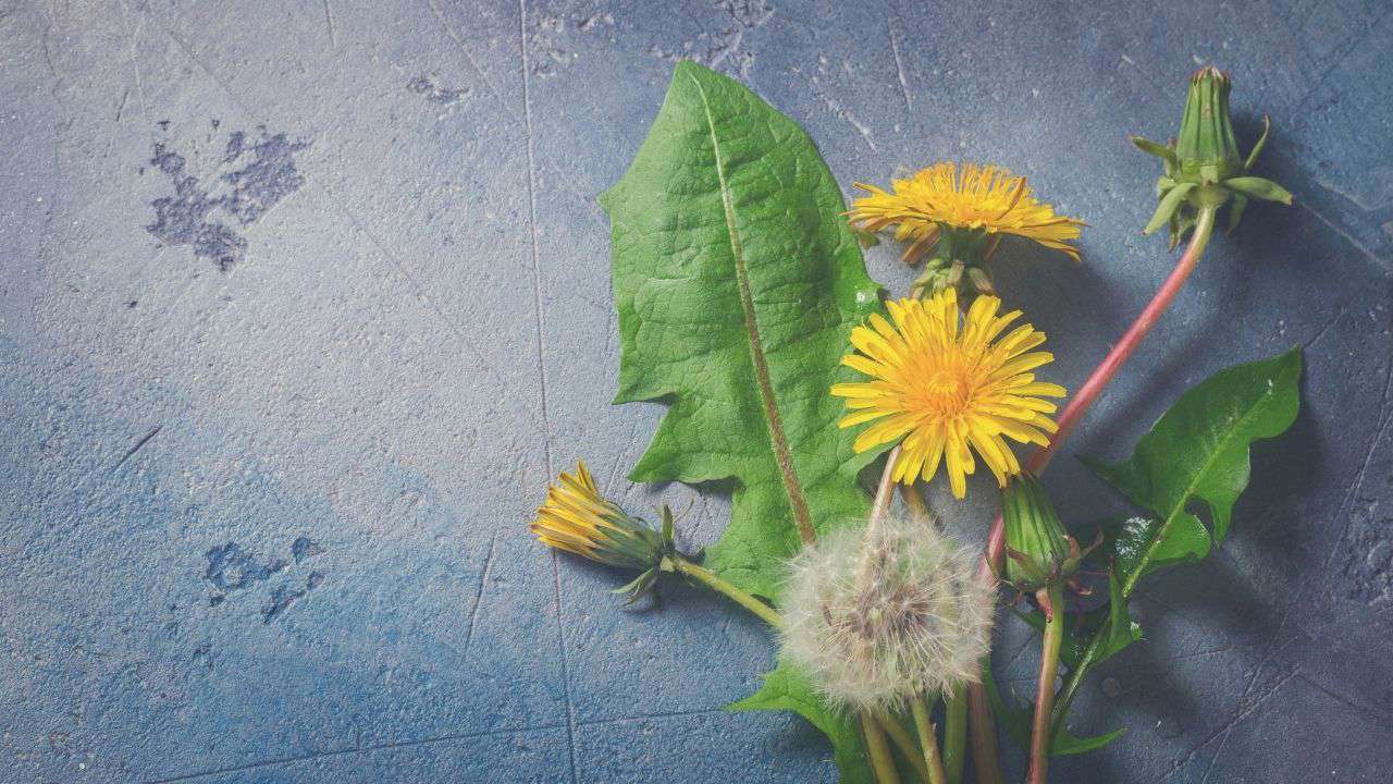 Allotment Diaries Part 22 Dandelion Uses & Dahlia Supports IMAGE