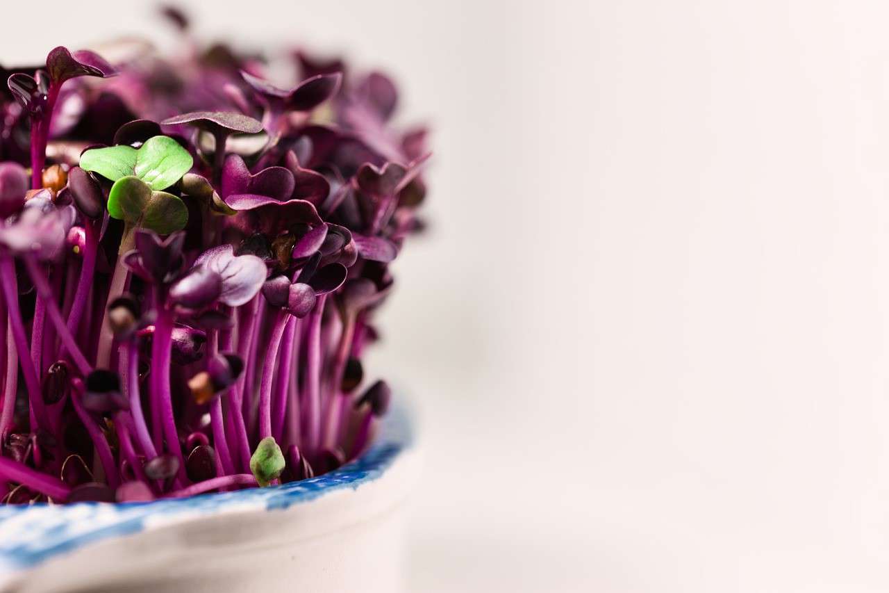 A close up of some purple spouting micro salad leaves 