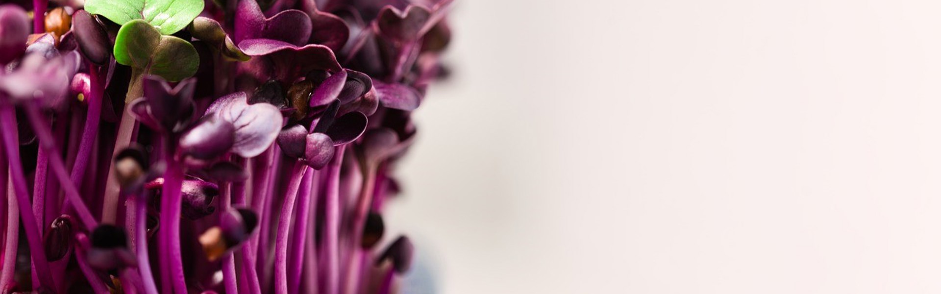 A close up of some purple spouting micro salad leaves
