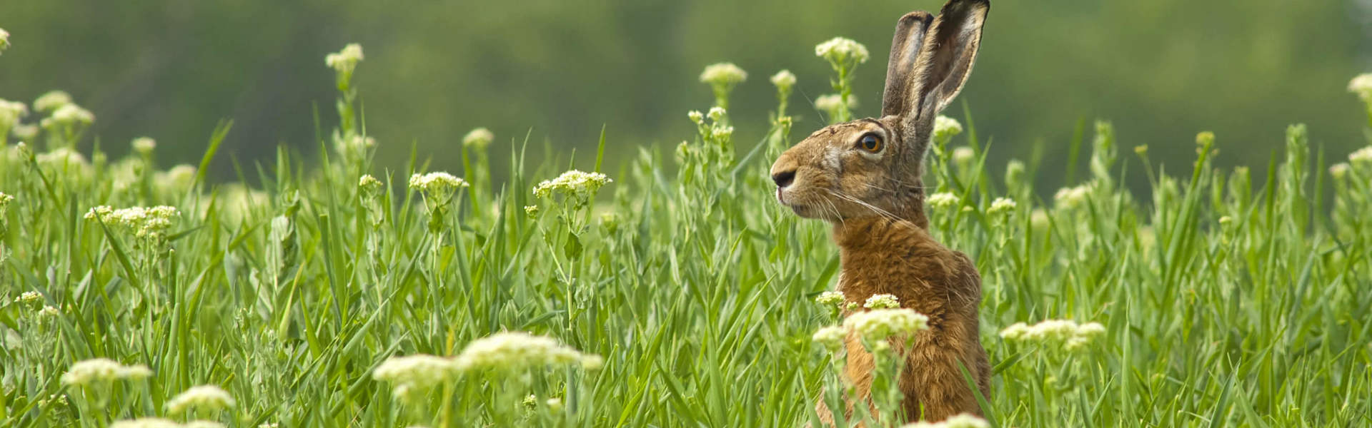 a hare looking over some grass