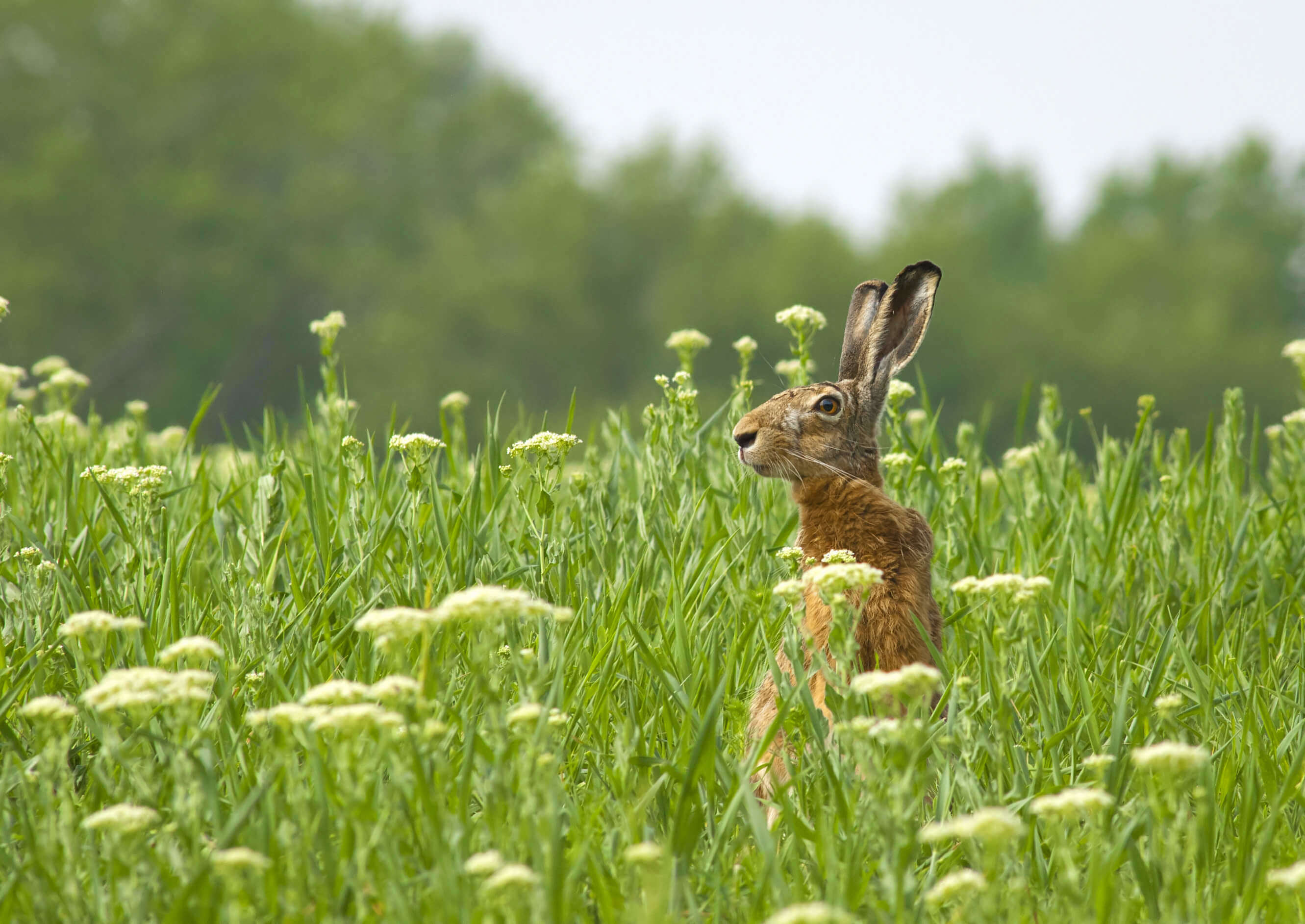 a hare looking over some grass