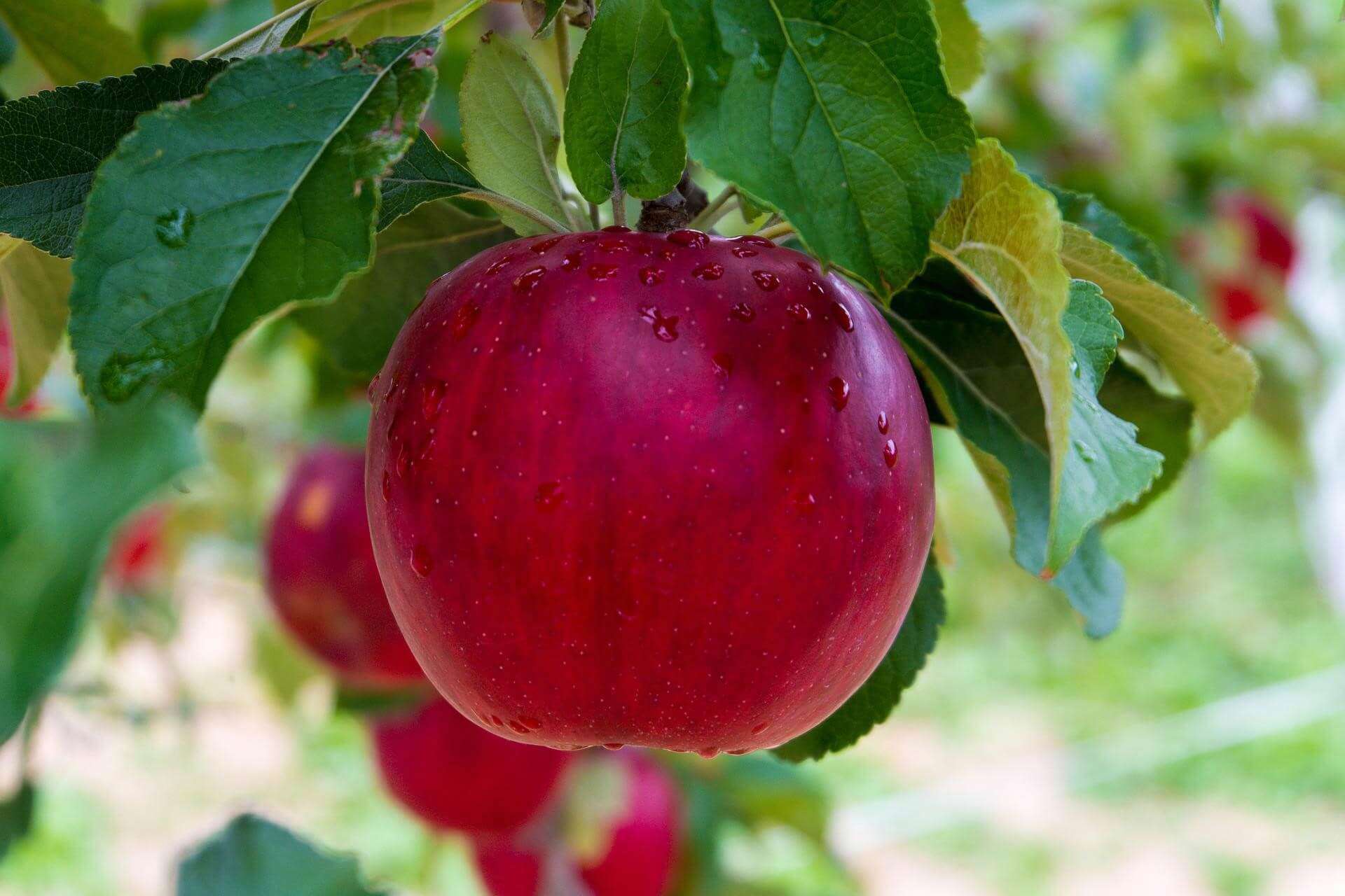 A close up of a red apple hanging from a tree