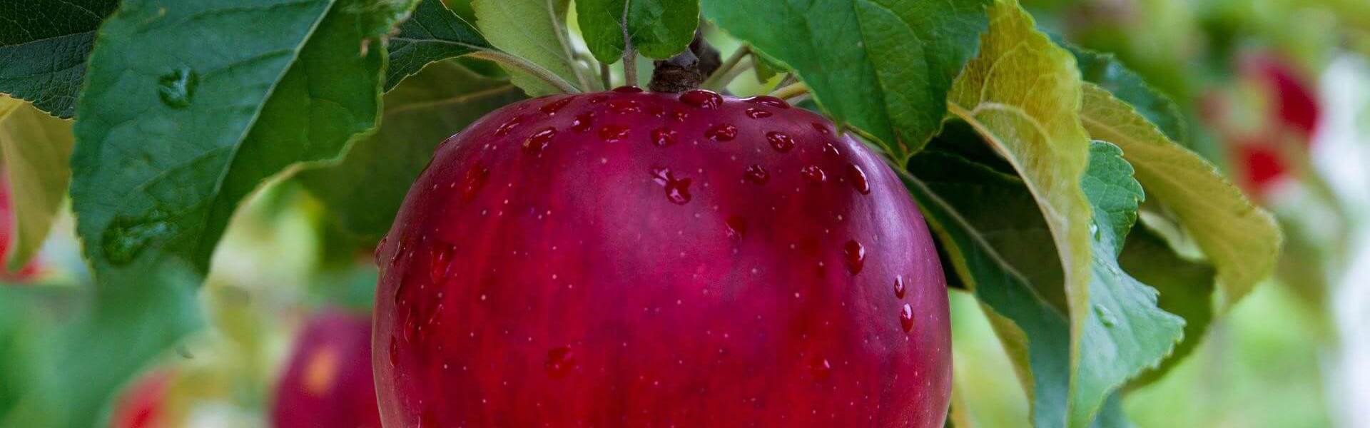 A close up of a red apple hanging from a tree
