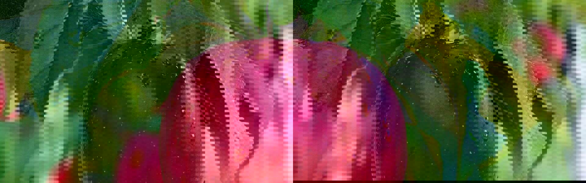 A close up of a red apple hanging from a tree