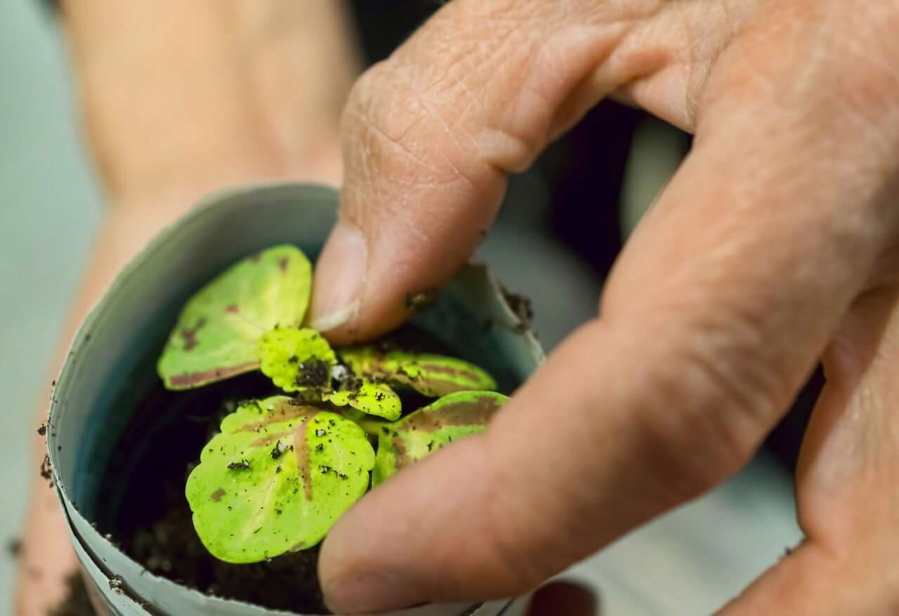 a close up of hands planting a seedling in a cardboard pot