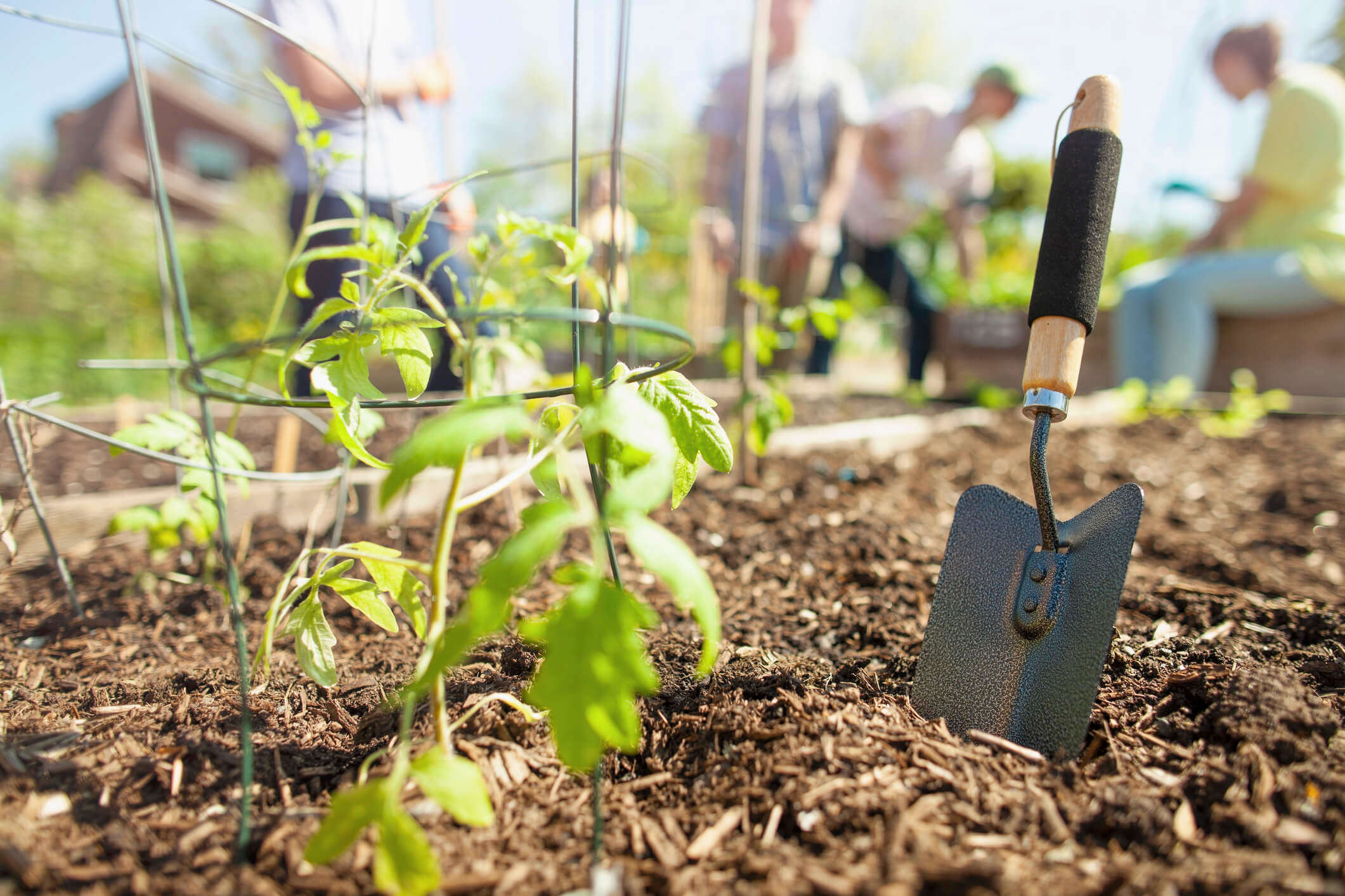 A hand trowel in some earth in front of a tomato plant