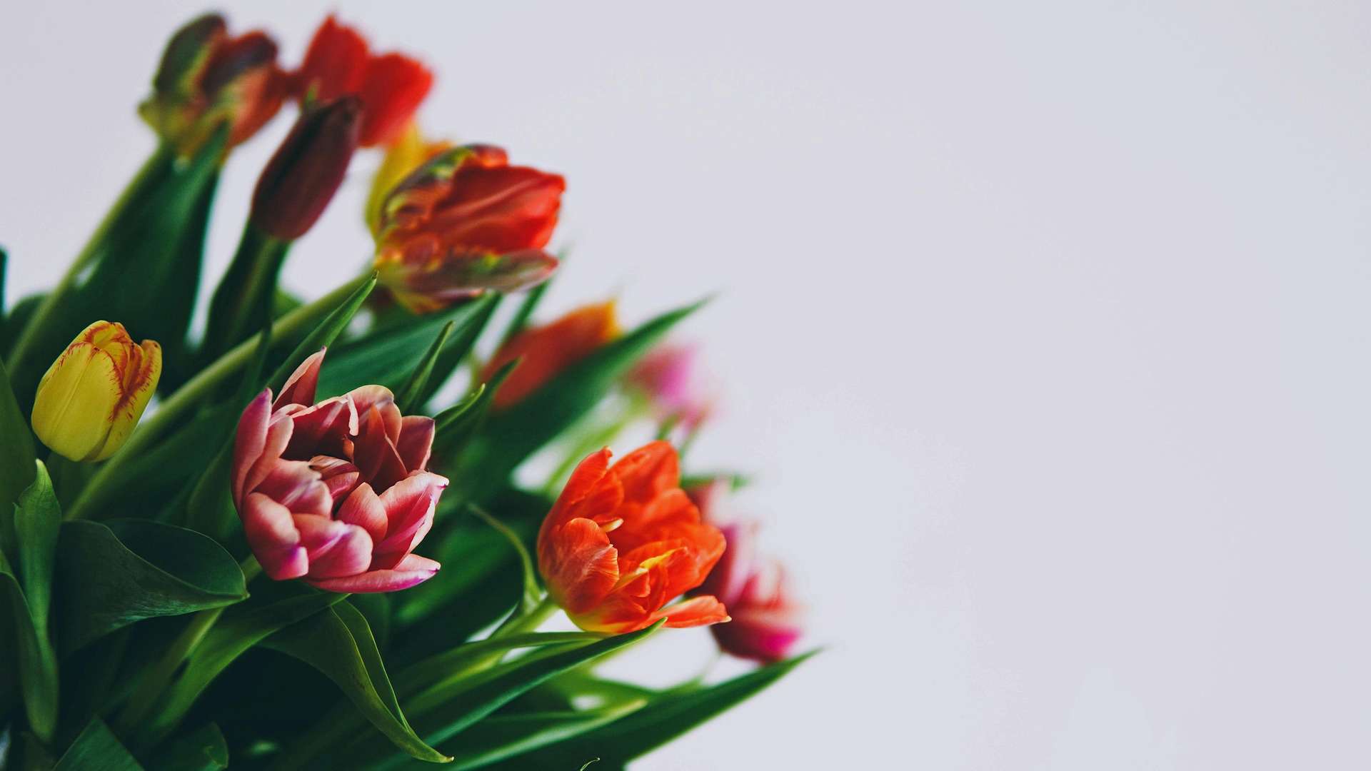 Main image: a photo of tulips in pink, orange, yellow, on a white background. For inspiration to paint on a Spring infinity card. 