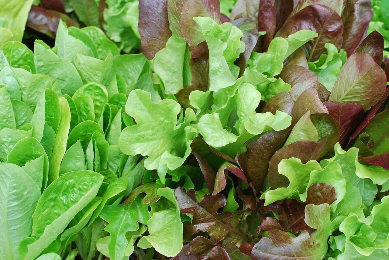A close up of fresh green homegrown salad
