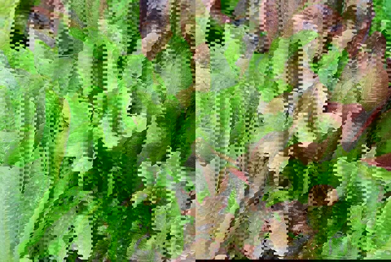 A close up of fresh green homegrown salad
