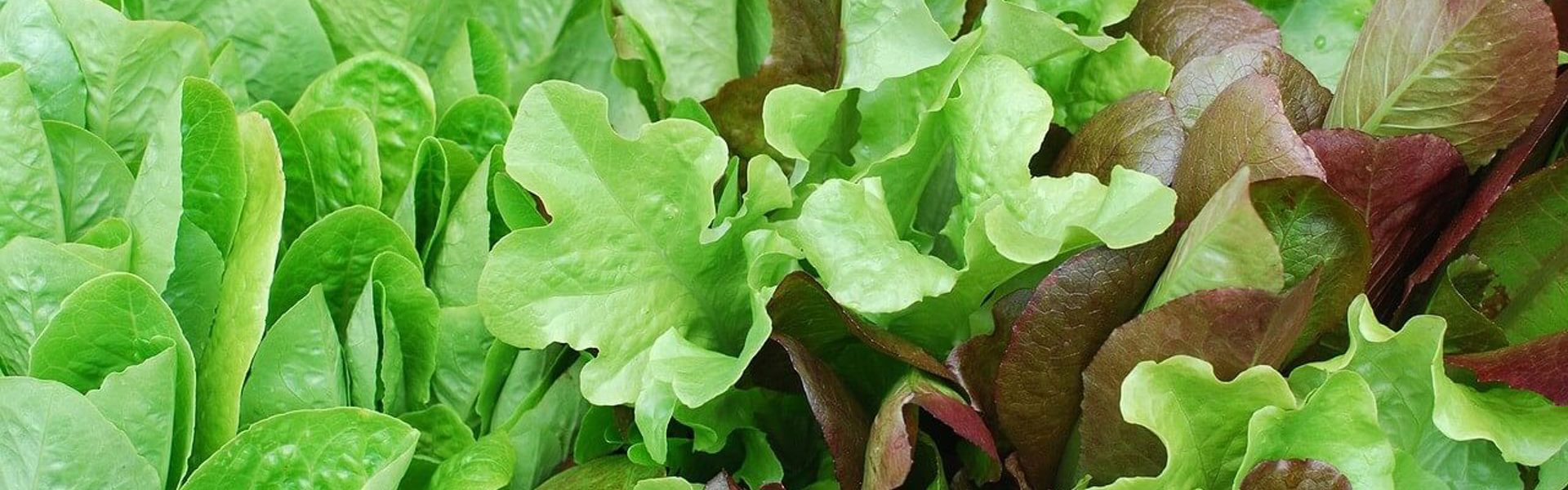 A close up of fresh green homegrown salad